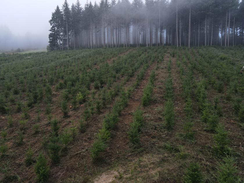 propriétaires forestiers replantation.JPG