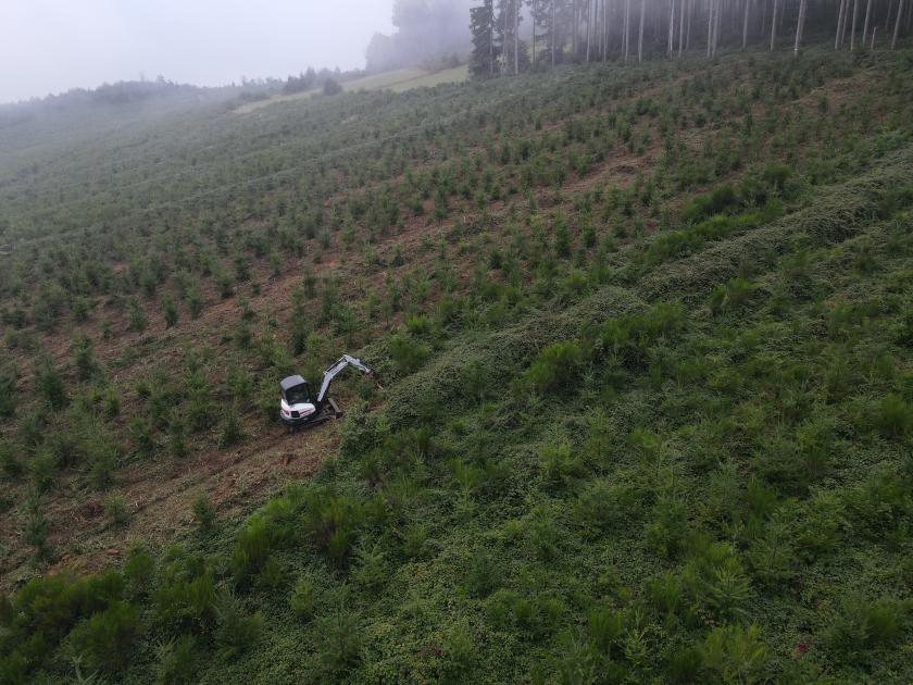 propriétaire forestiers dégagement de plantations.JPG